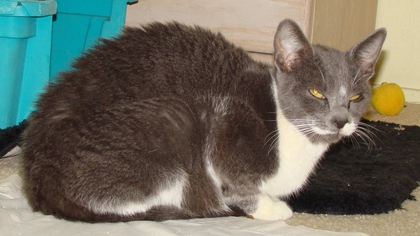 [picture of Stella, a Domestic Short Hair blue/white cat]