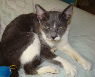 [picture of Stella, a Domestic Short Hair blue/white cat]