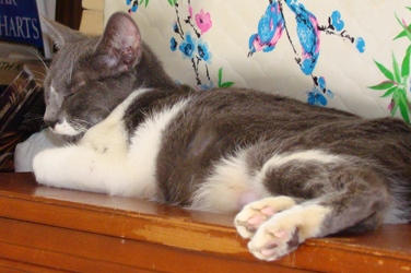 [picture of Stella, a Domestic Short Hair blue/white cat]
