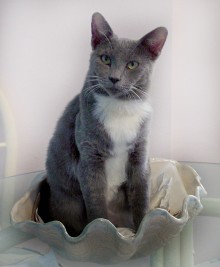 [another picture of Slate, a Domestic Short Hair blue/white\ cat] 