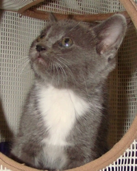 [picture of Slate, a Domestic Short Hair blue/white cat]
