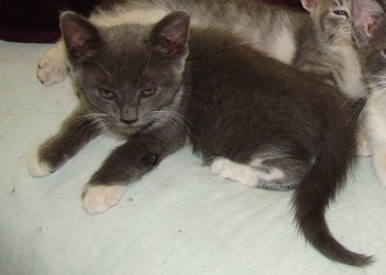 [picture of Slate, a Domestic Short Hair blue/white cat]