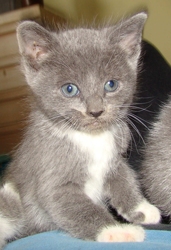 [picture of Slate, a Domestic Short Hair blue/white cat]