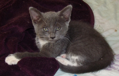 [picture of Slate, a Domestic Short Hair blue/white cat]
