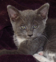[picture of Slate, a Domestic Short Hair blue/white cat]