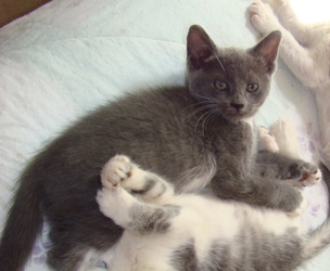 [picture of Slate, a Domestic Short Hair blue/white cat]