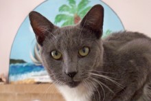 [picture of Slate, a Domestic Short Hair blue/white\ cat] 