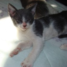 [another picture of Steel, a Domestic Short Hair blue/white\ cat] 
