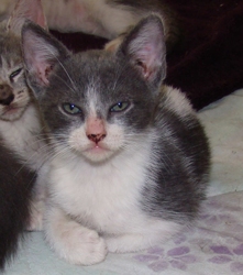 [picture of Steel, a Domestic Short Hair blue/white cat]