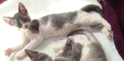 [picture of Steel, a Domestic Short Hair blue/white cat]