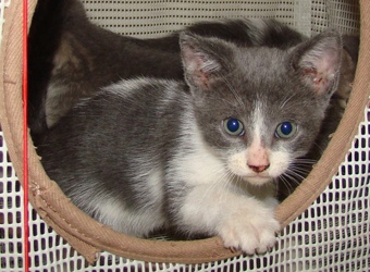 [picture of Steel, a Domestic Short Hair blue/white cat]