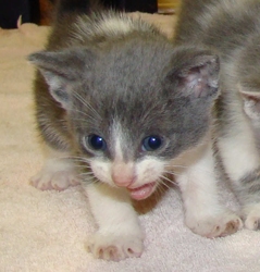 [picture of Steel, a Domestic Short Hair blue/white cat]