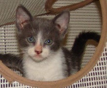 [picture of Steel, a Domestic Short Hair blue/white\ cat] 