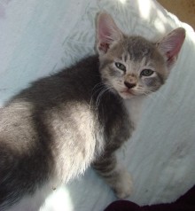 [another picture of Ash, a Domestic Short Hair gray tabby/white\ cat] 