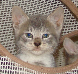 [picture of Ash, a Domestic Short Hair gray tabby/white cat]