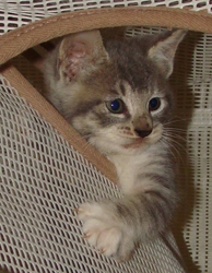 [picture of Ash, a Domestic Short Hair gray tabby/white cat]