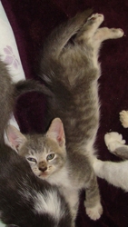 [picture of Ash, a Domestic Short Hair gray tabby/white cat]