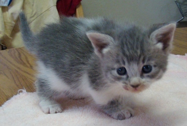 [picture of Ash, a Domestic Short Hair gray tabby/white cat]