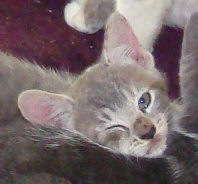 [picture of Ash, a Domestic Short Hair gray tabby/white\ cat] 