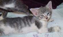 [another picture of Ashley, a Domestic Short Hair gray tabby/white\ cat] 