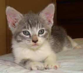 [picture of Ashley, a Domestic Short Hair gray tabby/white cat]