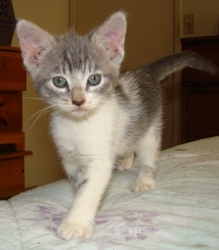 [picture of Ashley, a Domestic Short Hair gray tabby/white cat]