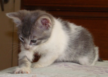 [picture of Ashley, a Domestic Short Hair gray tabby/white cat]
