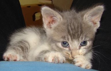 [picture of Ashley, a Domestic Short Hair gray tabby/white cat]