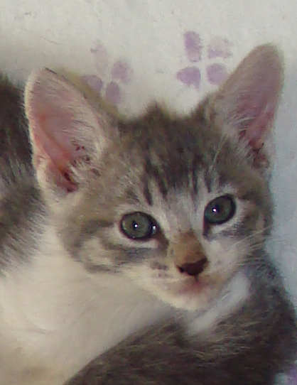 [picture of Ashley, a Domestic Short Hair gray tabby/white\ cat] 