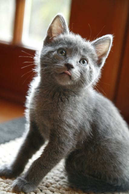 [another picture of Sweetie, a Domestic Short Hair gray\ cat] 