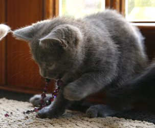 [picture of Sweetie, a Domestic Short Hair gray cat]
