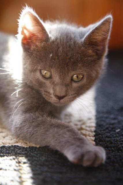 [picture of Sweetie, a Domestic Short Hair gray cat]