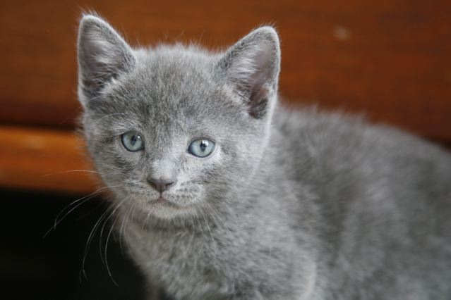 [picture of Sweetie, a Domestic Short Hair gray cat]