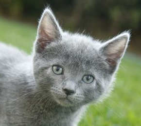[picture of Sweetie, a Domestic Short Hair gray\ cat] 