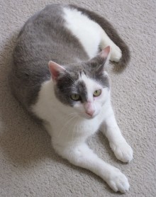 [another picture of Barney, a Domestic Short Hair white/gray\ cat] 