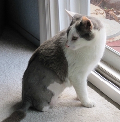 [picture of Barney, a Domestic Short Hair white/gray cat]
