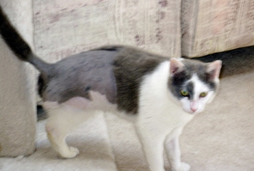 [picture of Barney, a Domestic Short Hair white/gray cat]