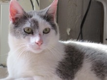 [picture of Barney, a Domestic Short Hair white/gray\ cat] 