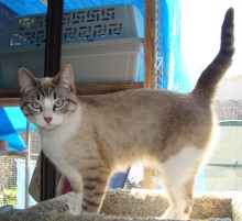 [another picture of Lynda, a Siamese/Domestic Short Hair-x lynxpoint\ cat] 