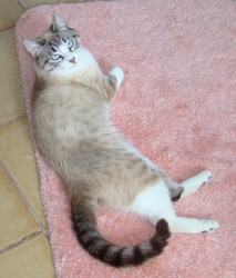[picture of Lynda, a Siamese/Domestic Short Hair-x lynxpoint cat]