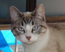 [picture of Lynda, a Siamese/Domestic Short Hair-x lynxpoint\ cat] 