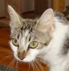 A picture of #NS03596: Whiskers a Domestic Medium Hair white/tabby