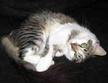 [another picture of Whiskers, a Domestic Medium Hair white/tabby\ cat] 