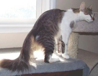 [picture of Whiskers, a Domestic Medium Hair white/tabby cat]