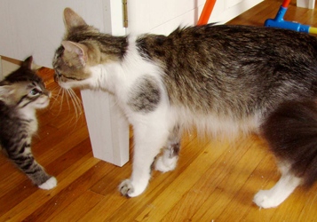 [picture of Whiskers, a Domestic Medium Hair white/tabby cat]