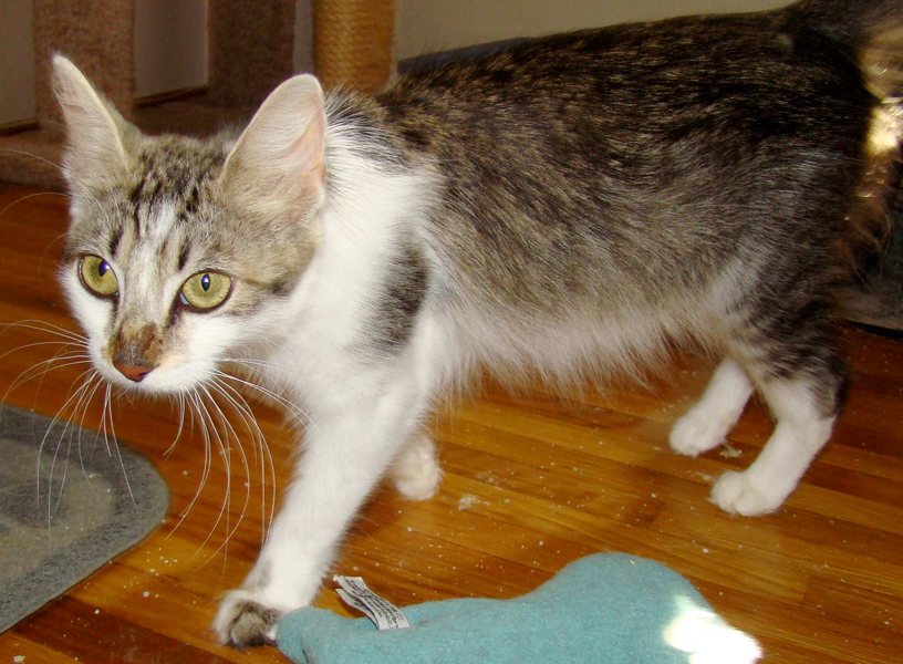 [picture of Whiskers, a Domestic Medium Hair white/tabby cat]