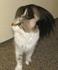 [picture of Whiskers, a Domestic Medium Hair white/tabby cat]