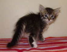 [another picture of Richelle, a Domestic Short Hair tabby/white\ cat] 