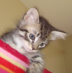 [picture of Richelle, a Domestic Short Hair tabby/white cat]