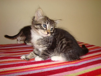 [picture of Richelle, a Domestic Short Hair tabby/white cat]